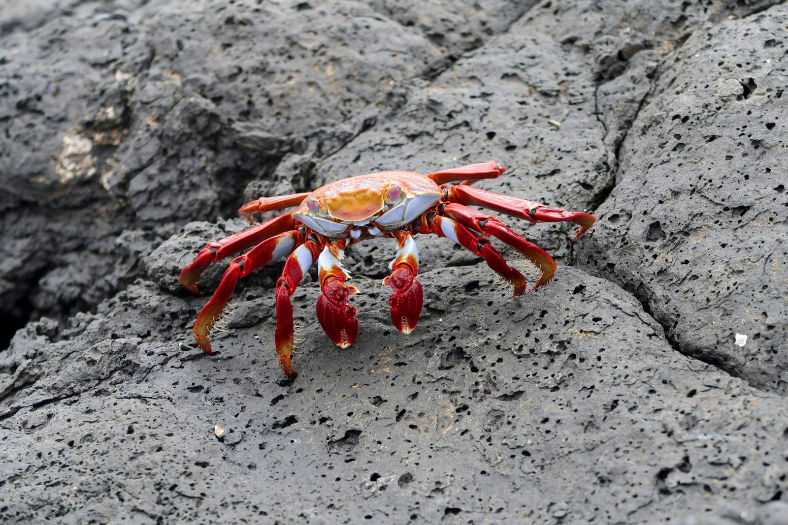 zita-almasy-de-zsadany-aVs402A5mqM-unsplash