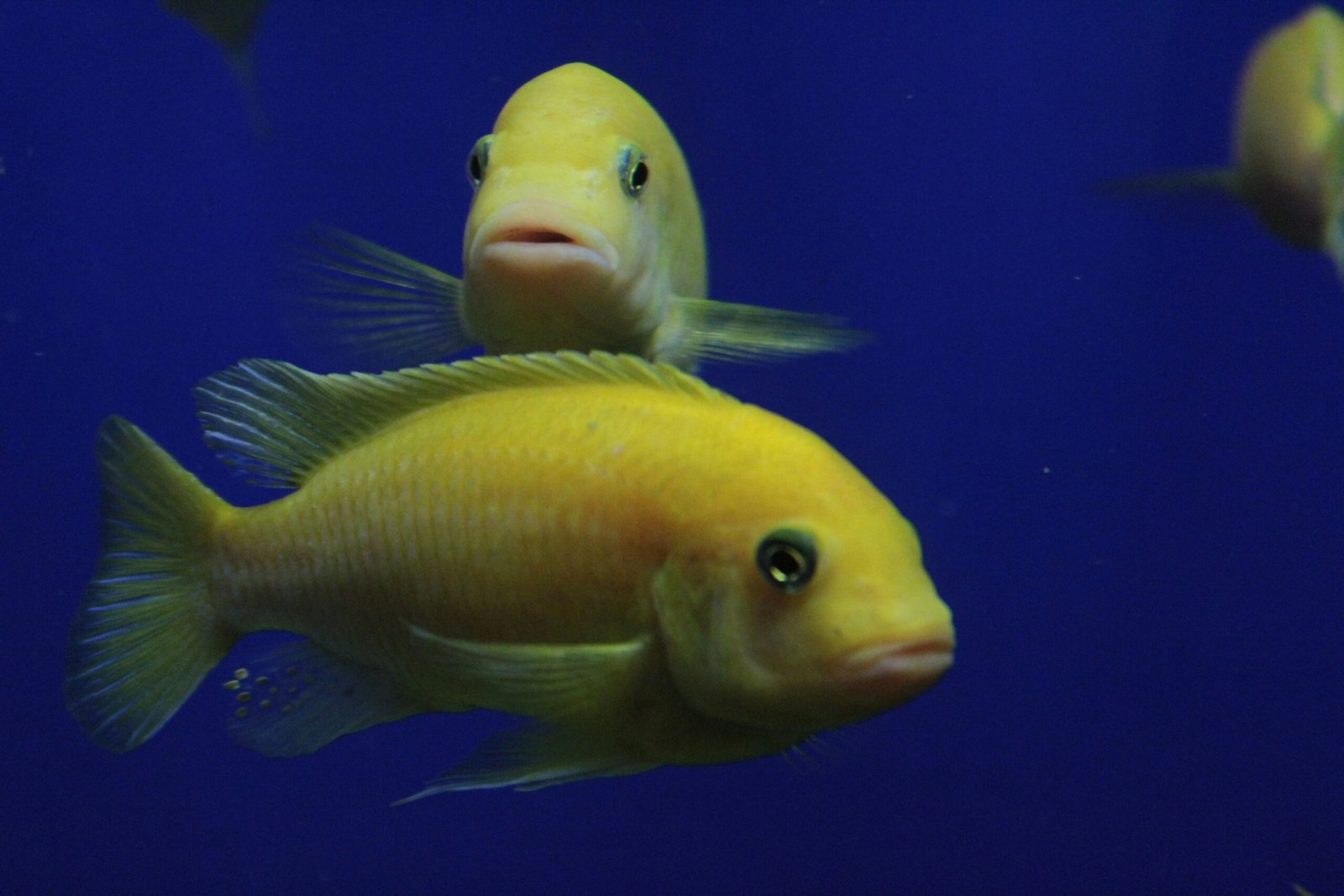 luis-fernando-estrada-lxvQAX34JO8-unsplash